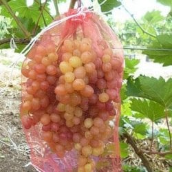 Мешочки для защиты винограда 23х40 с завязками 25шт.