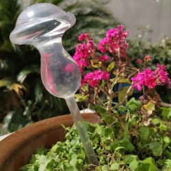 Автополив для растений прозрачный пластиковый в форме гриба 150мл