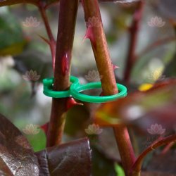 Двойное кольцо-фиксатор для растений, размер L - 50 штук