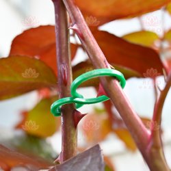 Двойное кольцо-фиксатор для растений, размер L - 50 штук